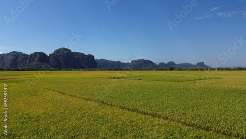Obraz na plátně landscape with green ricefield and blue sky