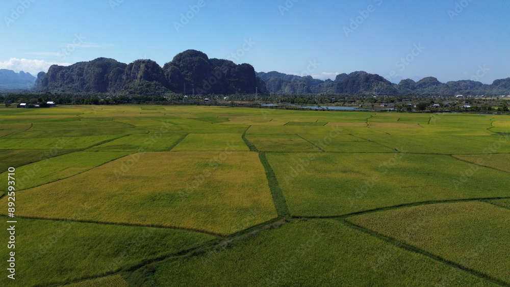 Fototapeta premium landscape with green ricefield and blue sky