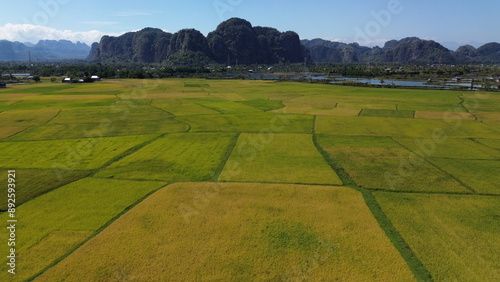 Fotografie landscape with green ricefield and blue sky