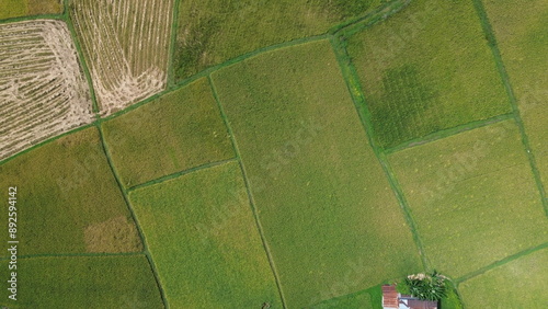 Fotografie landscape with green ricefield and blue sky