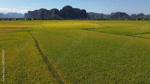 Obraz na plátně landscape with green ricefield and blue sky