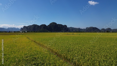 Obraz na plátně landscape with green ricefield and blue sky