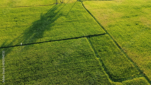 Photos landscape with green ricefield and blue sky