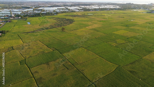 Fotografie landscape with green ricefield and blue sky