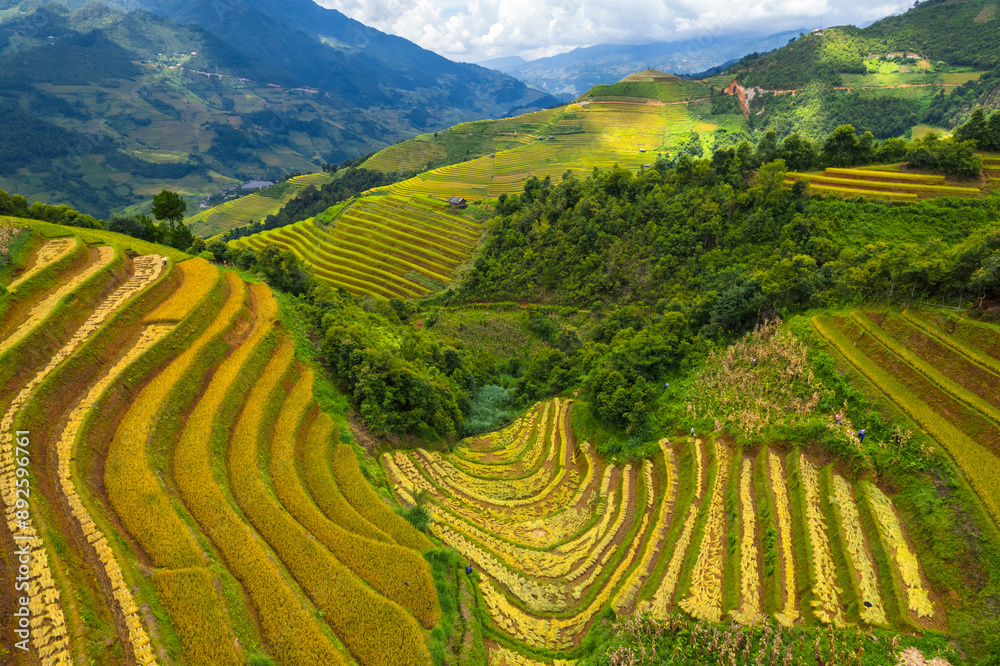 Fototapeta premium Vietnamese terrace ricefield drone aerial view