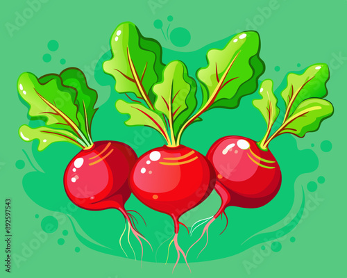 radish and lettuce  illustration Vector of fresh radish and lettuce , green isolated background, hand drawn vegetabes and fruit cartoon photo