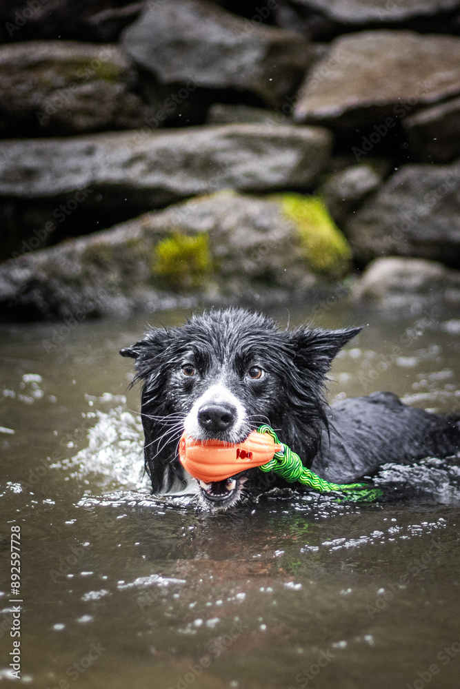 Water fun - dogs in water Water fun - dogs in water