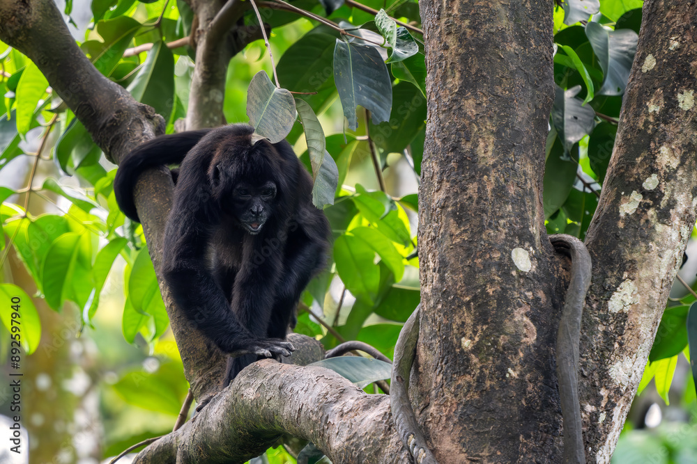 Native Monkey Colombian Black Spider Monkey - Ateles fusciceps rufiventris, beautiful ...