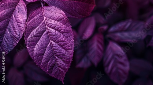  A tight shot of a purple leaf on a branch against a backdrop of surrounding leaves Foreground features a softly blurred collection of leaves