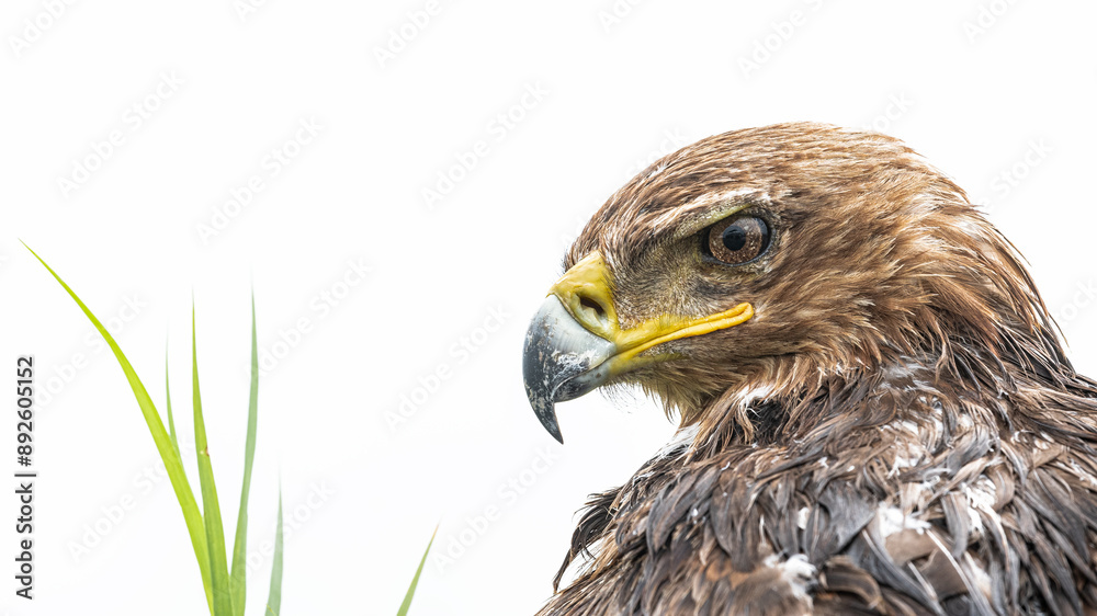 Fototapeta premium Close-up portrait of a wet tawny eagle(Aquila rapax) against a clean white background showing head, beak and eye details from Serengeti, Tanzania