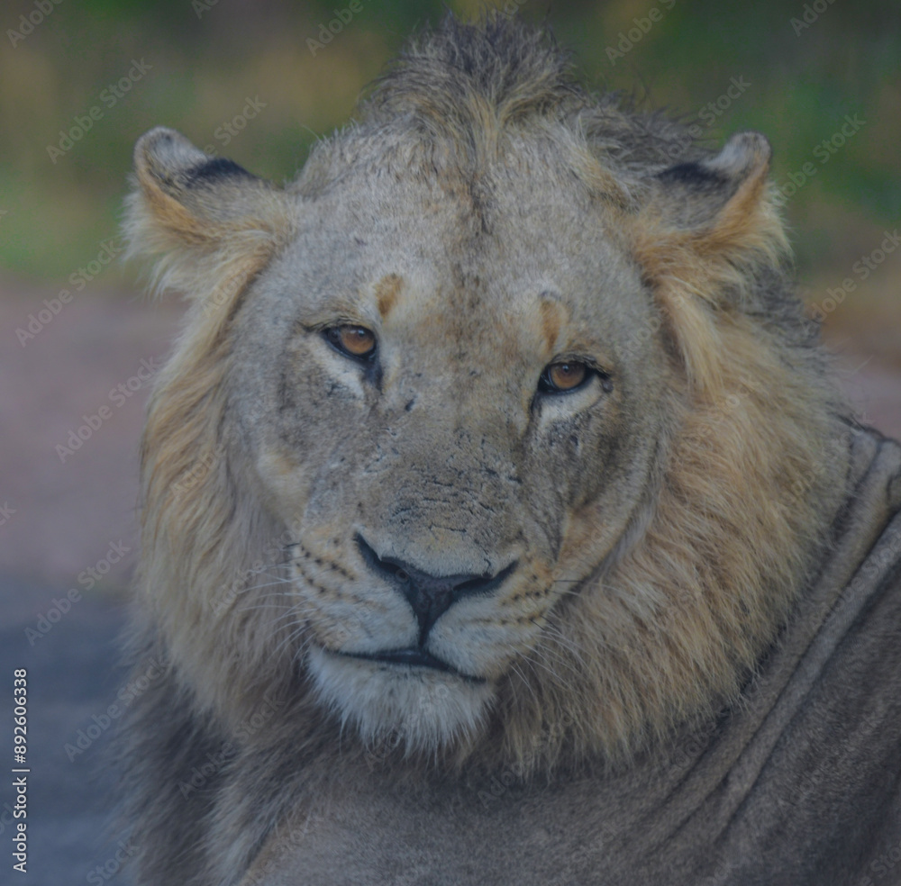 Obraz premium Lion during African safari in Kruger national park