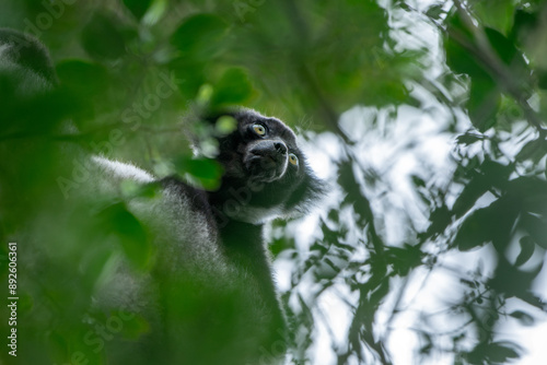 Photos Female adult indri foraging in high canopy at Anamalazaotra forest reserve, Anda