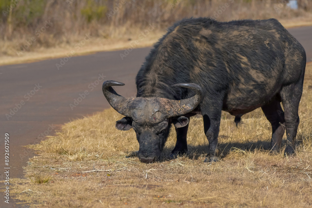 Fototapeta premium African Buffalo bull portrait with big horns