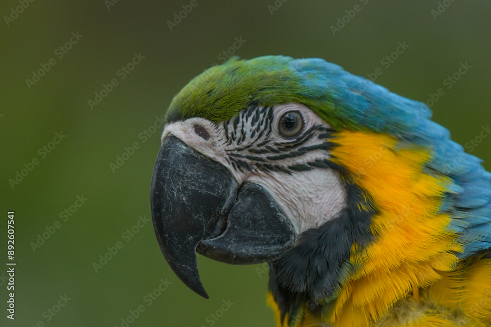 Blue and yellow macaw (Ara ararauna) an exotic bird Blue and yellow macaw (Ara ararauna) an exotic bird