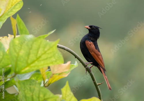 Beautiful Crested Bunting bird perched on a branch photo