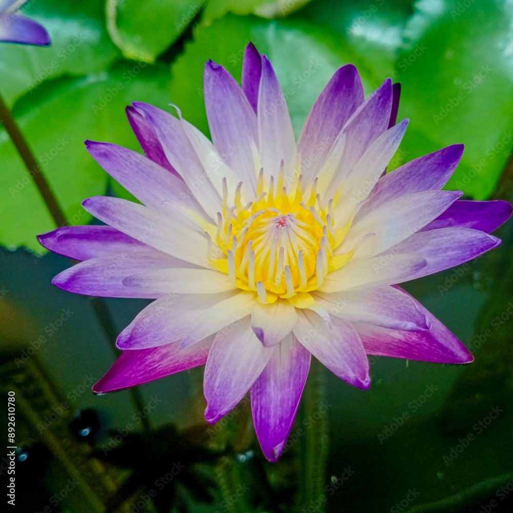 White and purple lotus flowers in a natural pond White and purple lotus flowers in a natural pond