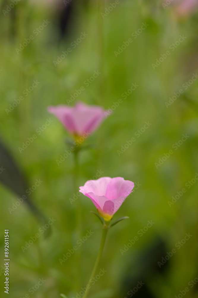 Delicate Pink Bloom on Nature Green Background Delicate Pink Bloom on Nature Green Background