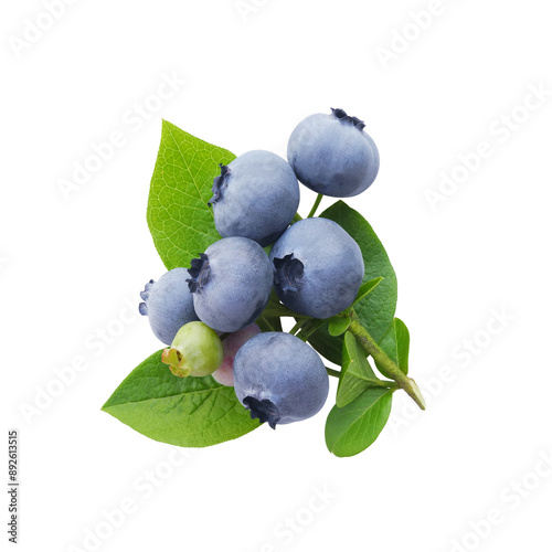 Ripe great blueberry branch with fresh green leaves isolated on white background  