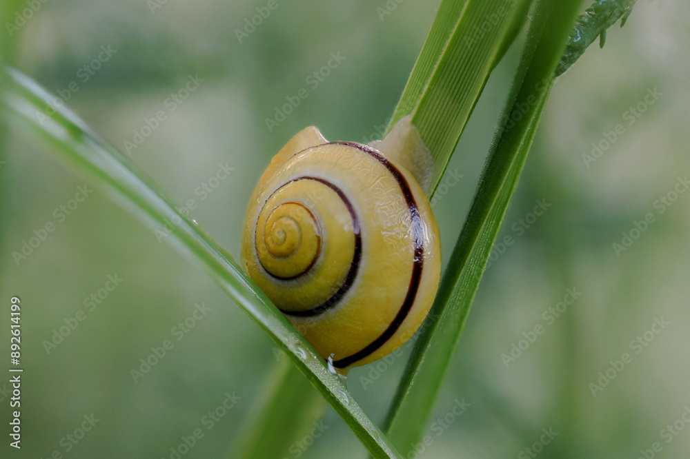 Cepaea hortensis is a species of snail belonging to the Helicidae family. It occurs in Europe, including throughout Poland Cepaea hortensis is a species of snail belonging to the Helicidae family. It occurs in Europe, including throughout Poland