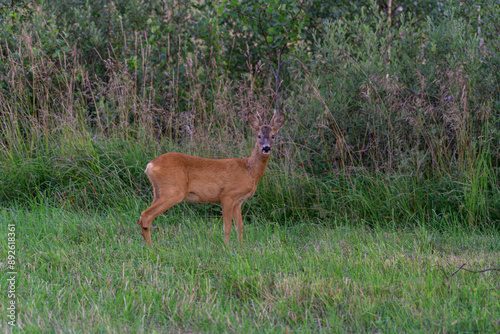 Animal in the grass