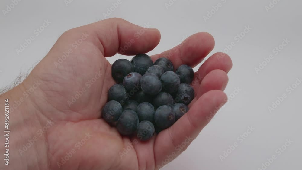 left hand holding blueberries left hand holding blueberries