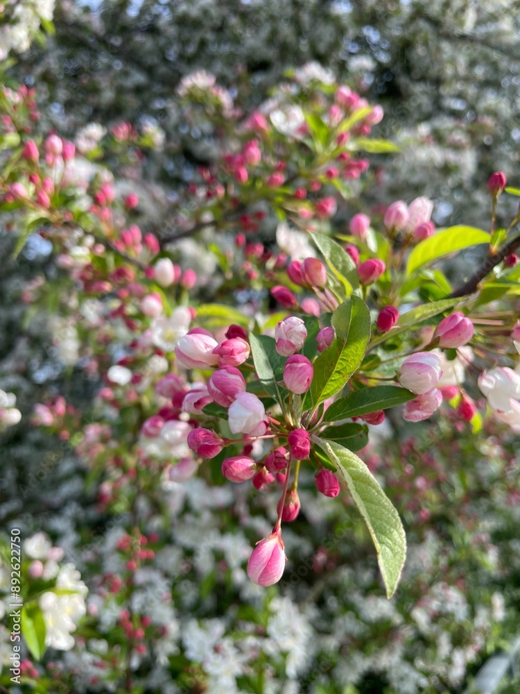 Obraz premium pink blossom