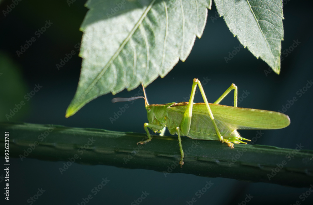 Grasshopper Grasshopper