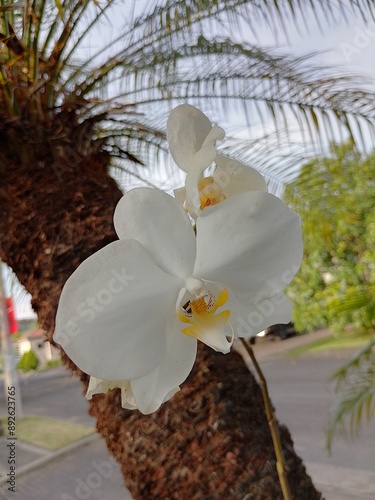 White Orchid fFower photo