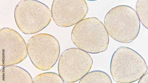 Melon (Cucumis melo) pollen grains under light microscope. Curcubitaceae pollen grains. 400x magnification + 2.8x camera zoom. Fresh sample. Selective focus image.