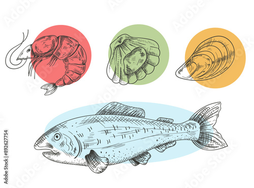 Seafood mollusk salmon fish shrimp shell crab hand draen pencil sketch isolated on white background set. Vector flat graphic design element illustration