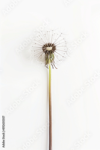 dandelion seeds on a black