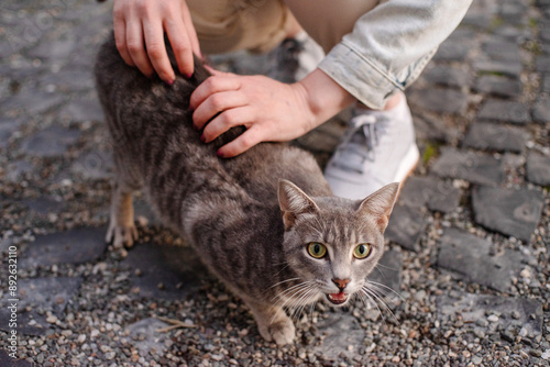 Photography Girl's hands stroking a gray stray cat on the street close-up