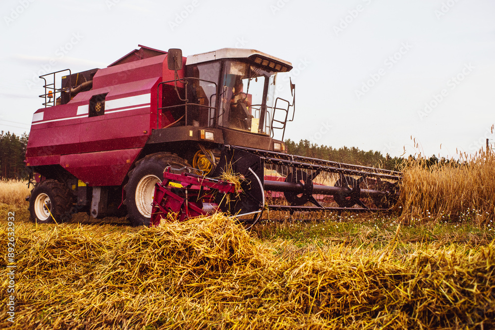 Fototapeta premium Combine harvester in the field reaps wheat at sunset in summer. Agricultural work 