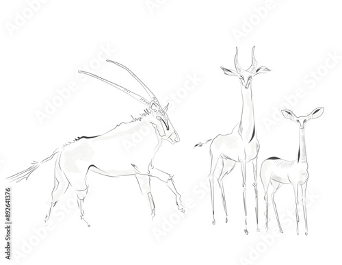 Cattle