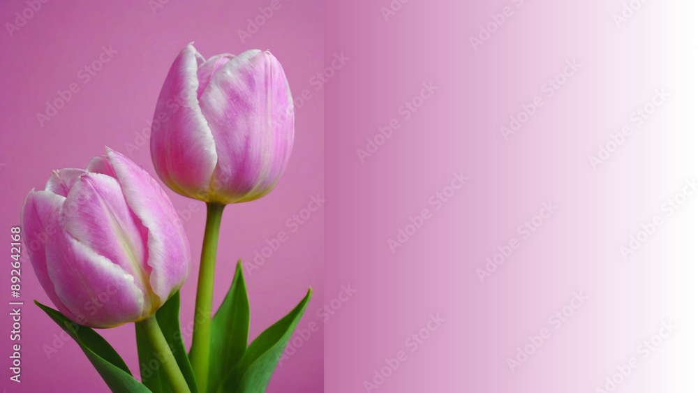 A close-up watercolor painting of pink tulips with green leaves on a pink background A close-up watercolor painting of pink tulips with green leaves on a pink background