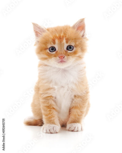 Red sitting kitty.