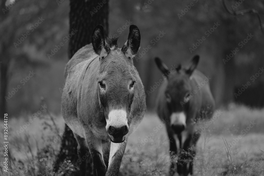 Fototapeta premium Pair of mini donkeys in farm field for pets.