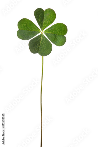 Lucky clover St Patrick Day Irish holiday shamrock symbol isolated transparent png