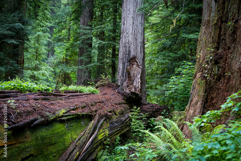 beautiful view of tree trunks and foliage in the forest