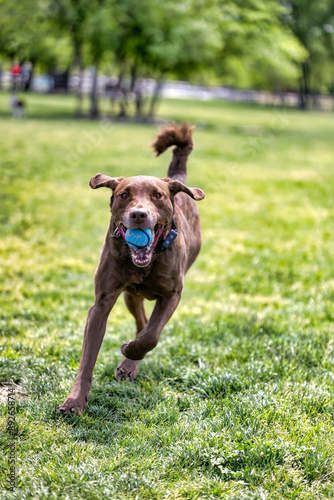 Dog Returning Ball 2