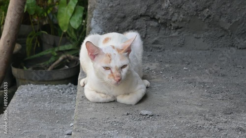 cat on the street