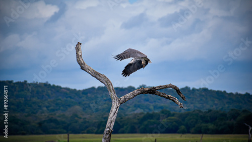 vulture in flight