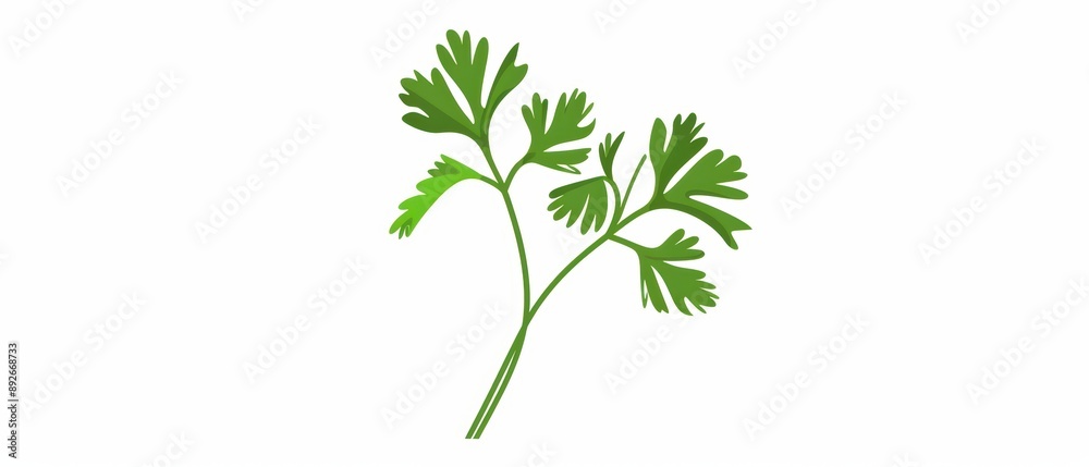 A simple illustration of a single parsley in the center is a symbol of art. Dynamic on a clean white background. A simple illustration of a single parsley in the center is a symbol of art. Dynamic on a clean white background.