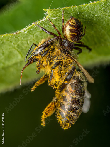 Honeybee killed by Napoleon Spider photo