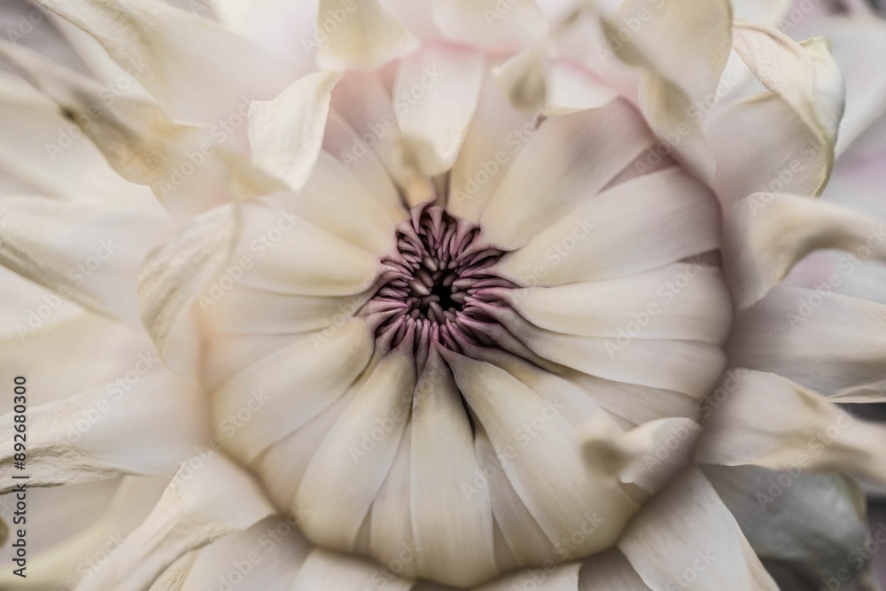 Obraz premium スイレン