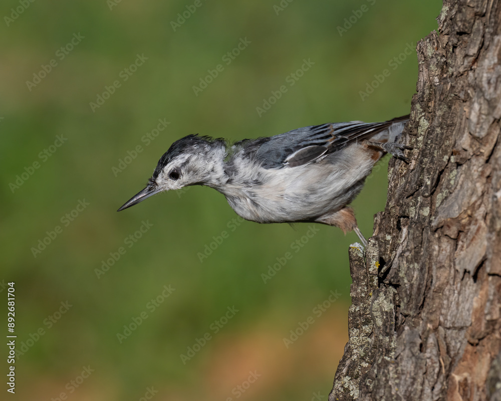 White-breasted Nuthatch White-breasted Nuthatch