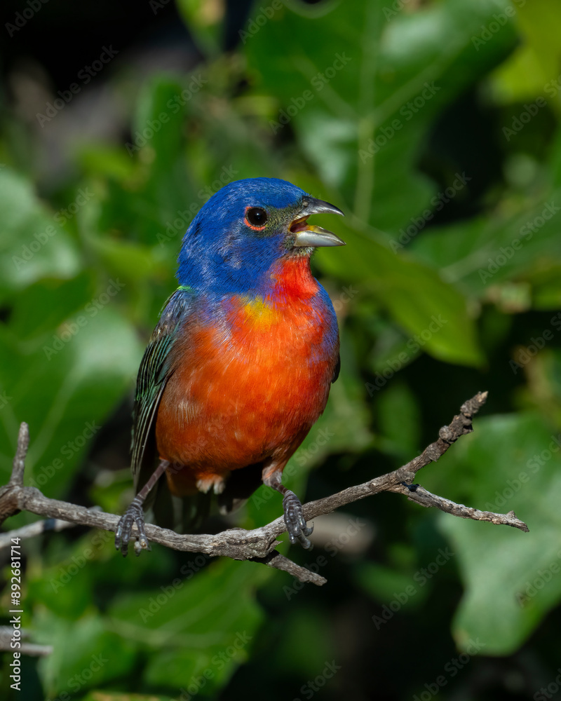 Male Painted Bunting Male Painted Bunting