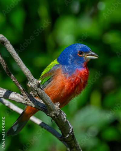 Male Painted Bunting