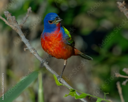 Male Painted Bunting