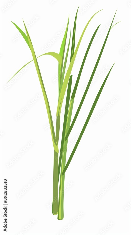 A simple illustration of lemon grass, with only one in the center of the image, is a symbol of art. Dynamic on a clean white background. A simple illustration of lemon grass, with only one in the center of the image, is a symbol of art. Dynamic on a clean white background.